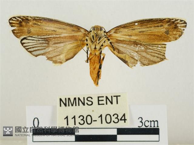 線紋篩蛾藏品圖，第2張