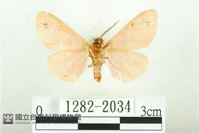 三條橙燈蛾藏品圖，第2張