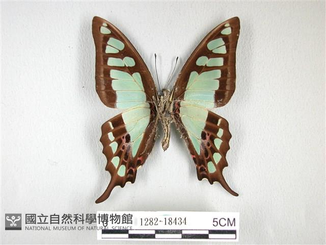 寬帶青鳳蝶藏品圖，第2張