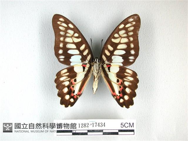 木蘭青鳳蝶藏品圖，第2張