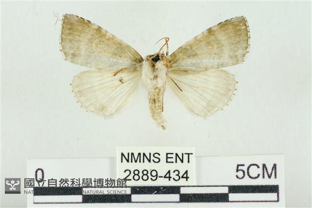 臺灣銀斑異波紋蛾藏品圖，第2張