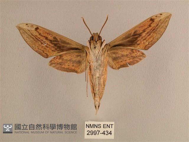 背線天蛾藏品圖，第2張