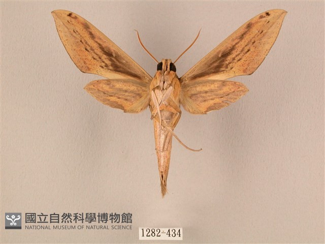 棕綠背線天蛾藏品圖，第2張