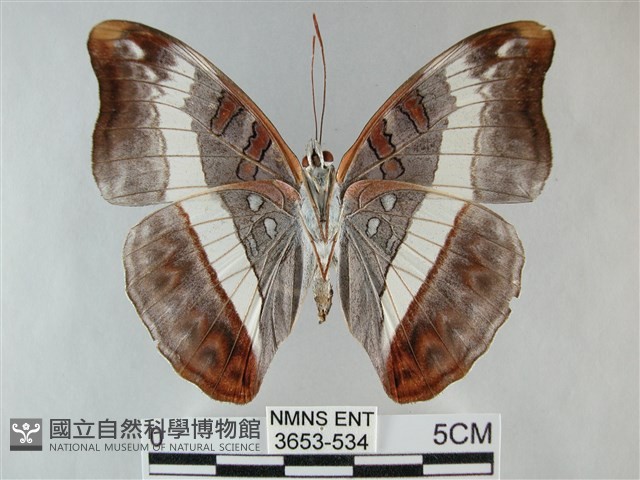紫俳線蛺蝶藏品圖，第2張