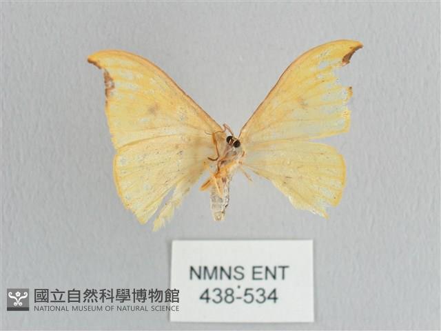 彎黑黃鉤蛾藏品圖，第2張