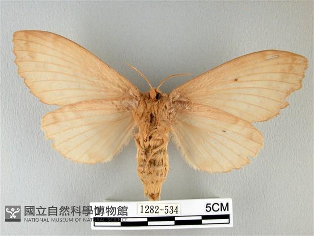 波紋枯葉蛾藏品圖，第2張