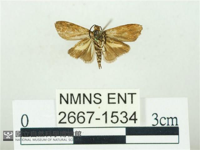 叉紋閃舞蛾藏品圖，第2張