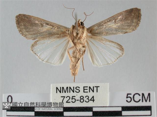 斜紋夜盜蛾藏品圖，第2張