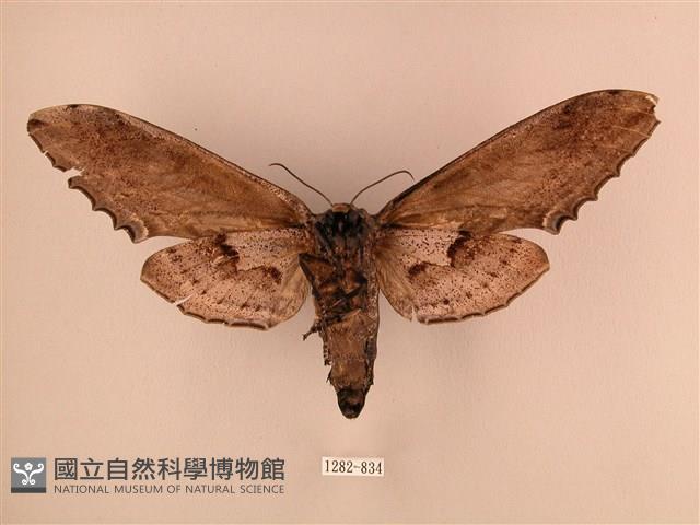 臺灣鋸翅天蛾藏品圖，第2張