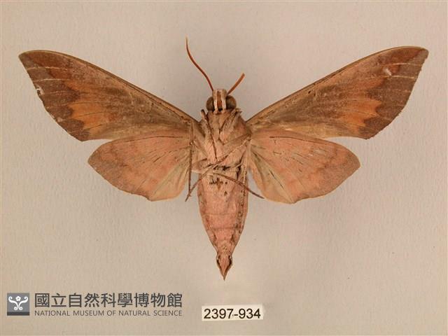 背中白天蛾藏品圖，第2張