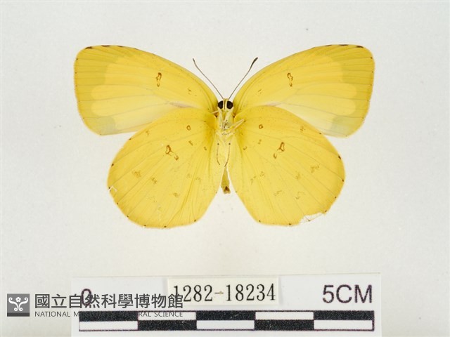島嶼黃蝶、江崎黃蝶藏品圖，第2張
