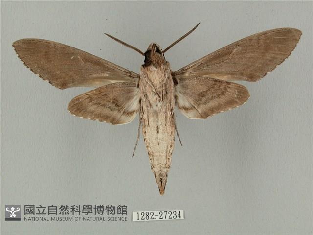 蝦殼天蛾藏品圖，第2張