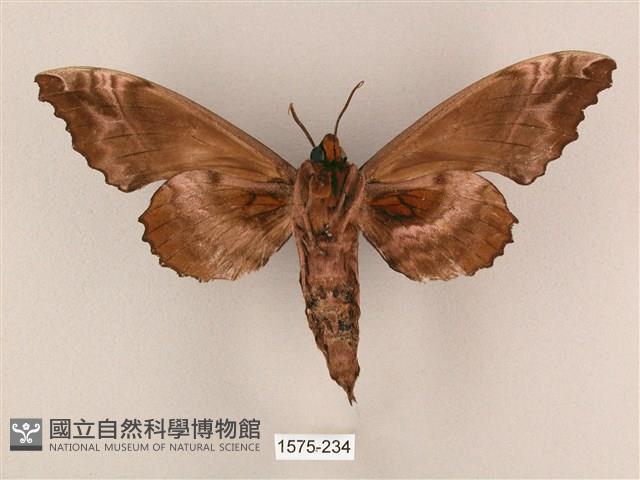 盾天蛾藏品圖，第2張