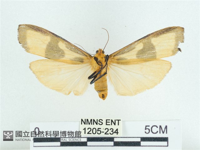 閃光苔蛾藏品圖，第2張