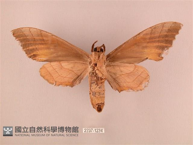 栗六點天蛾藏品圖，第2張