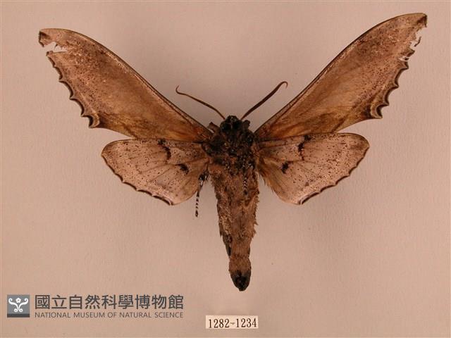 臺灣鋸翅天蛾藏品圖，第2張