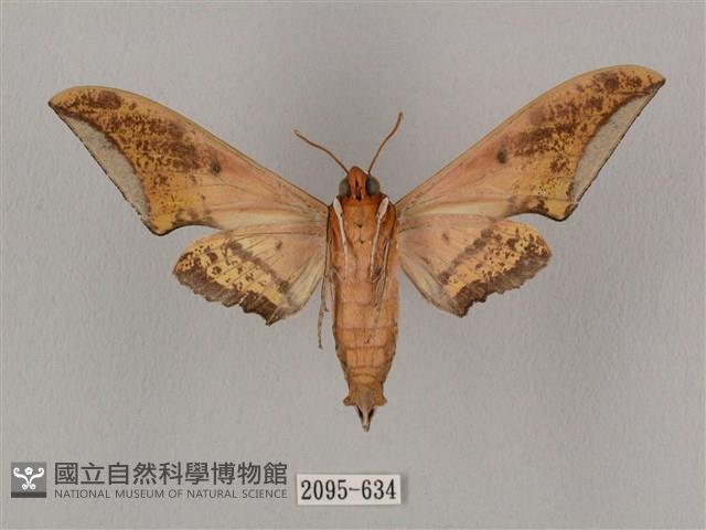 廣東鷹翅天蛾藏品圖，第2張