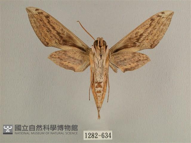 背線天蛾藏品圖，第2張