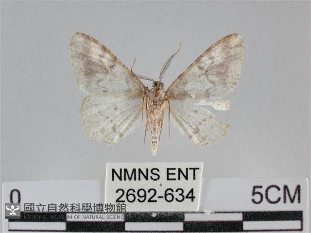 雙峰霜尺蛾藏品圖，第2張