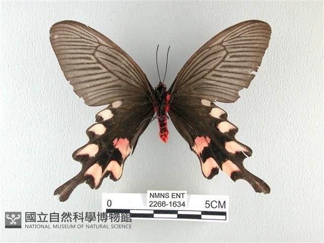 長尾麝鳳蝶藏品圖，第2張