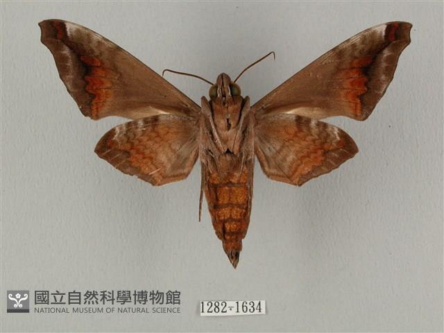 半緣缺角天蛾藏品圖，第2張