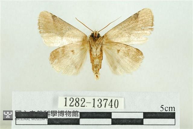 臺灣斑蕊夜蛾藏品圖，第2張