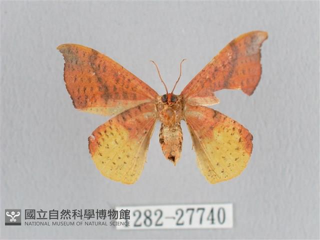 接骨木帶鉤蛾藏品圖，第2張