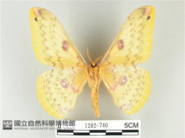 黃豹天蠶蛾藏品圖，第2張
