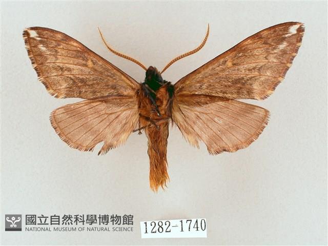 井上氏絨毛天蛾藏品圖，第2張