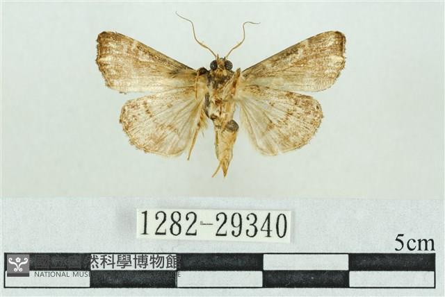 粉紅帶散紋夜蛾藏品圖，第2張