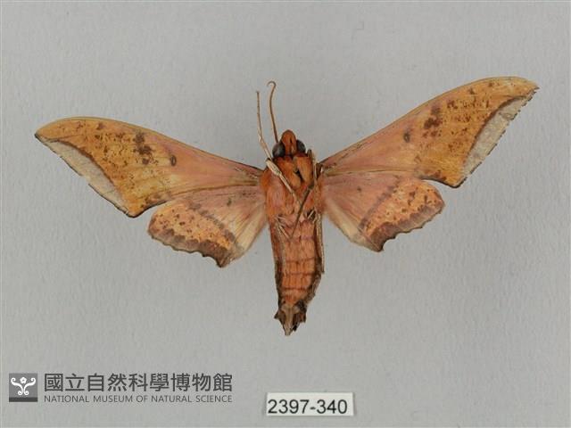 廣東鷹翅天蛾藏品圖，第2張