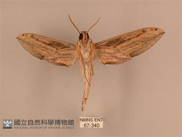 棕綠背線天蛾藏品圖，第2張