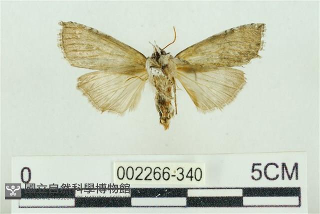 帶波紋蛾藏品圖，第2張