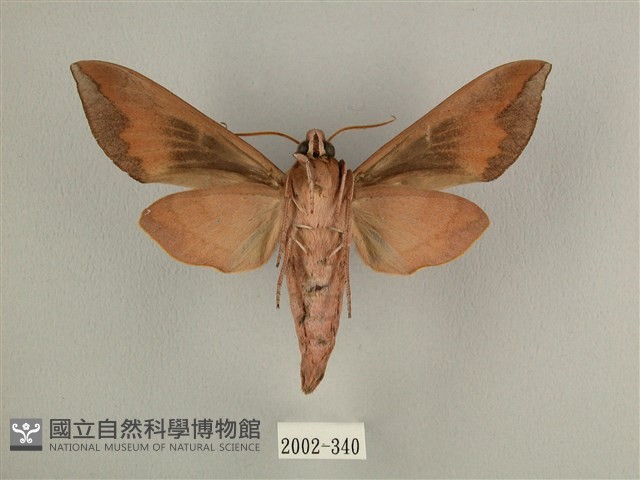 背中白天蛾藏品圖，第2張