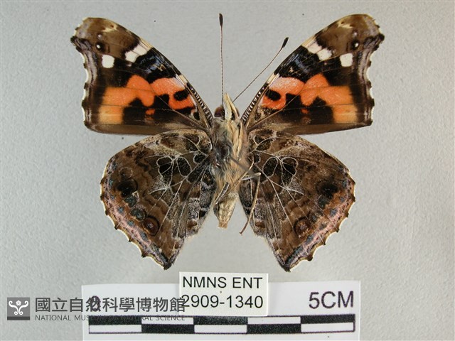 大紅蛺蝶藏品圖，第2張