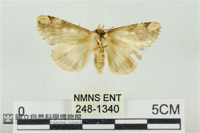 連珠波紋蛾藏品圖，第2張