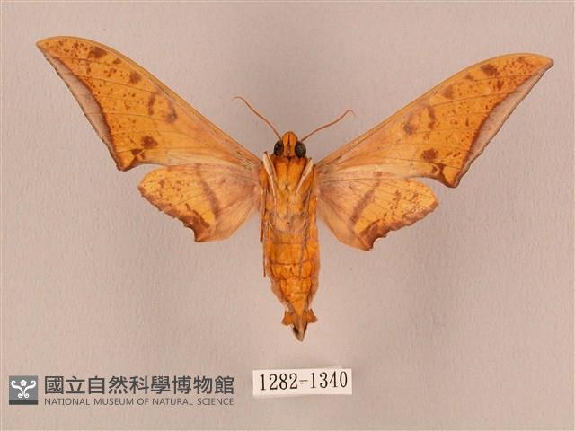 裂斑鷹翅天蛾藏品圖，第2張