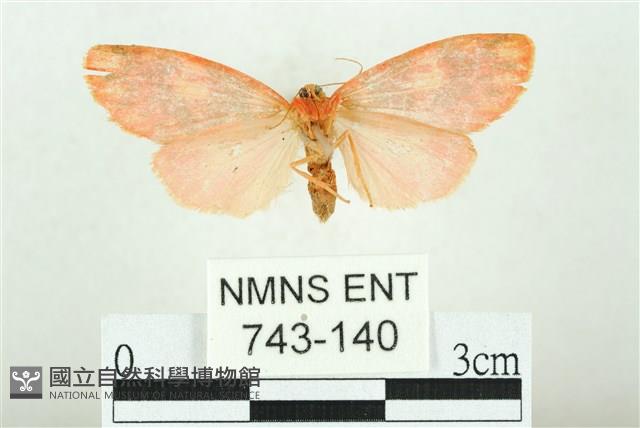 三色豔苔蛾藏品圖，第2張