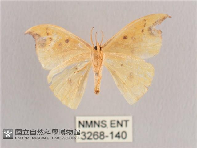 銀斑黃鉤蛾藏品圖，第2張