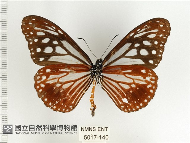 斯氏絹斑蝶藏品圖，第2張