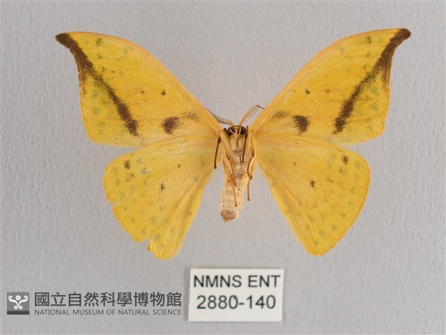黃鉤蛾藏品圖，第2張