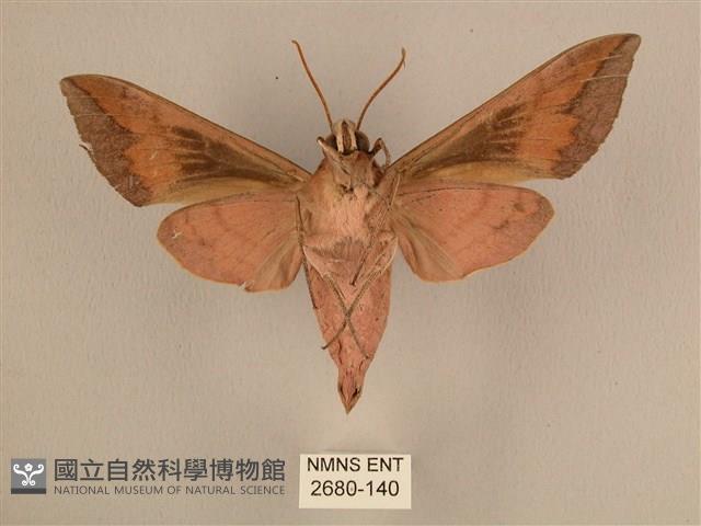 背中白天蛾藏品圖，第2張