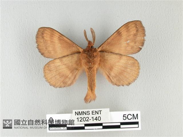 波紋枯葉蛾藏品圖，第2張