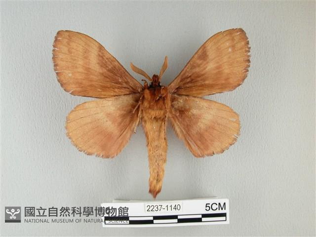 波紋枯葉蛾藏品圖，第2張