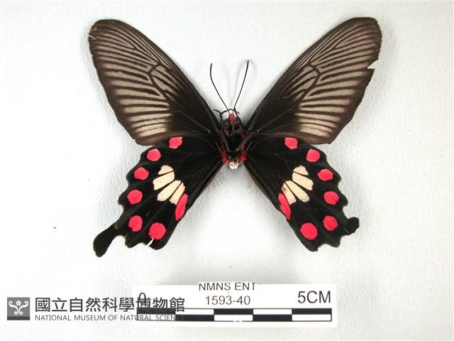 紅珠鳳蝶藏品圖，第2張