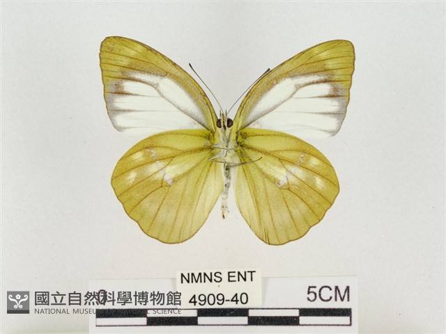 淡褐脈粉蝶藏品圖，第2張