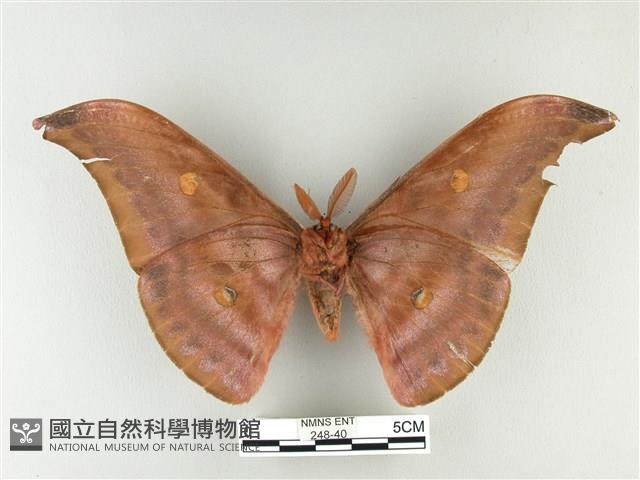 紅目天蠶蛾藏品圖，第2張