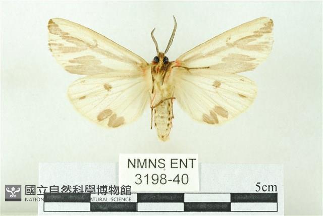 赭新污燈蛾藏品圖，第2張