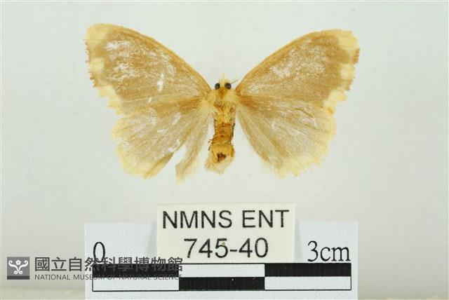 黑翅黃毒蛾藏品圖，第2張