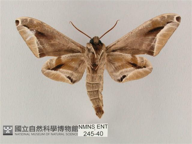 白點天蛾 藏品圖，第2張